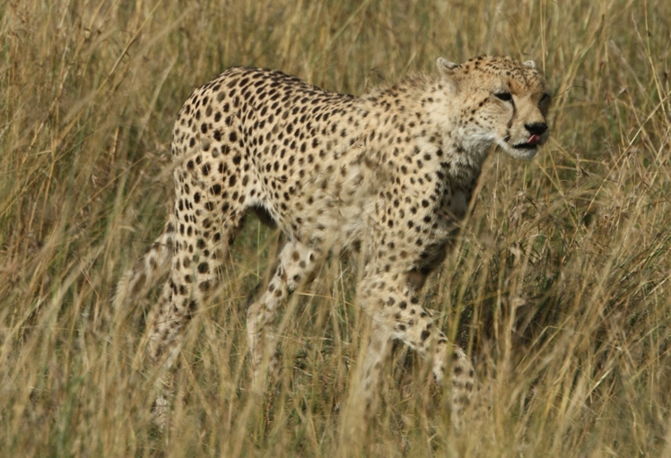 cheetah